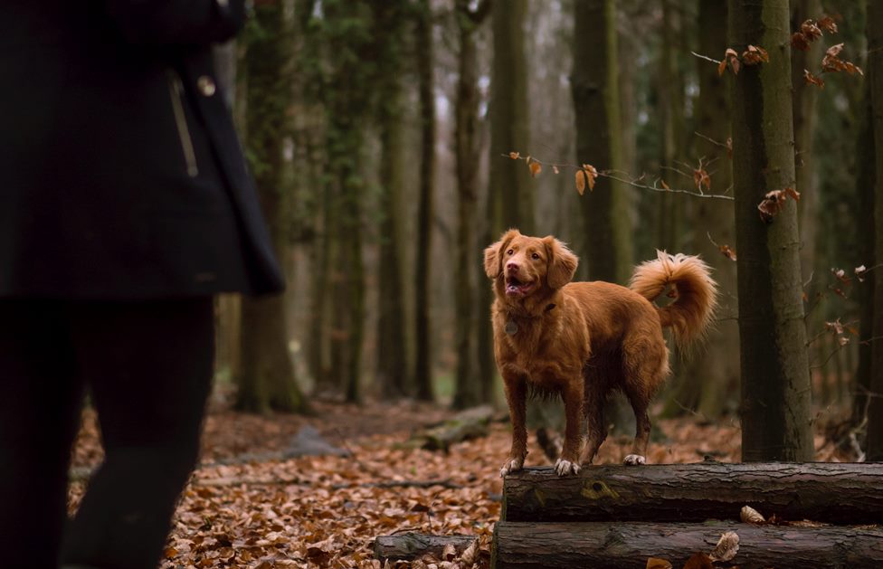 Hond in de bossen 